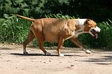 GESTATION - AMSTAFF 005